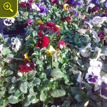 risen sprinkler repair