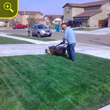 Beautiful Green Lawn