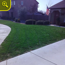 Front yard with tree