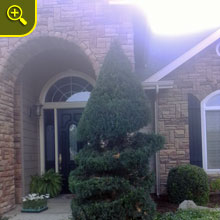 tree trimming visalia