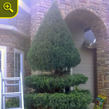 white flower decoration