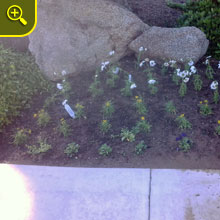 flowers installation