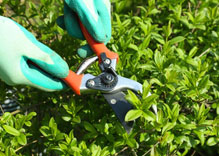 Shrub Pruning