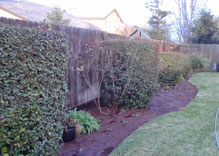 General Landscape Clean Up